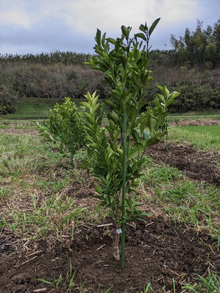 画像に alt 属性が指定されていません。ファイル名: PXL_20230325_003642759-768x1024.jpg